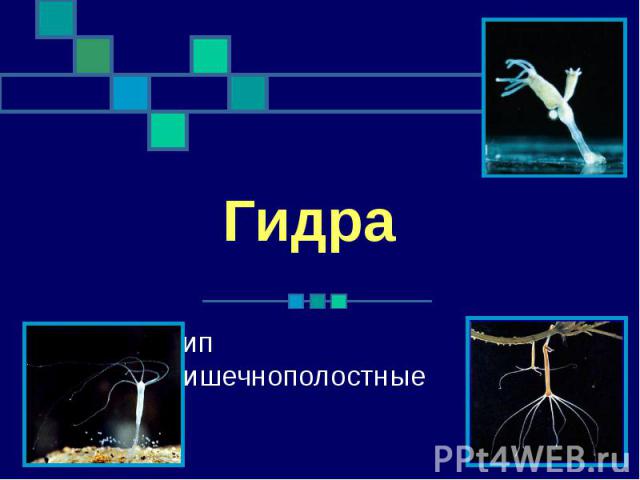 Что с кракеном сегодня сайт